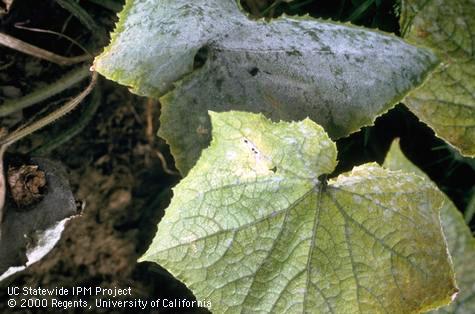 Powdery mildew on melon leaves.