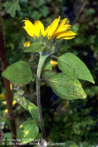 Foliage damaged by rust.