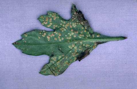 Pustules of white rust, <i>Puccinia horiana,</i> on the underside of a garden mum, <i>Chrysanthemum grandiflora,</i> leaf.