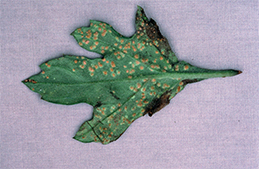 Rust pustules on leaf underside