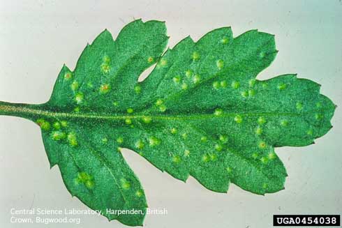 Pale, raised spots on the upper side of a florist's daisy, <i>Chrysanthemum morifolium,</i> leaf infected with Chrysanthemum white rust, <i>Puccinia horiana.</i>.