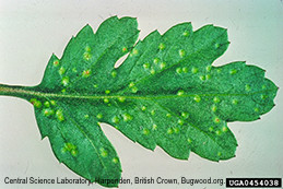 Pale, raised spots on leaf upper side