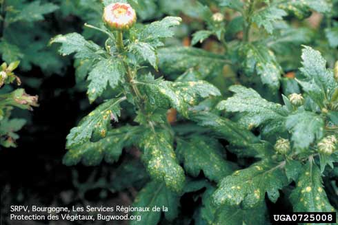 Pale spots on the upper side of a florist's daisy, <i>Chrysanthemum morifolium,</i> leaf infected with Chrysanthemum white rust, <i>Puccinia horiana.</i>.