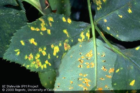 Foliage damaged by rose rust.