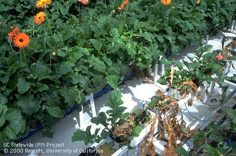 Foliage damaged by root rot.