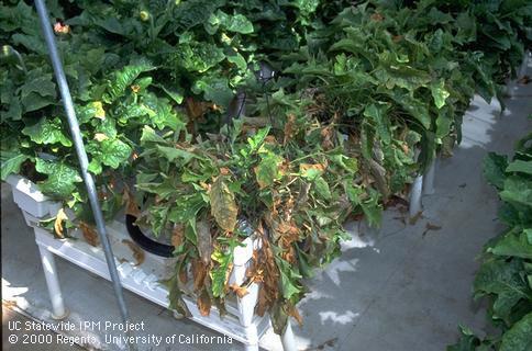 Brown dying foliage due to Phytophthora root and crown rot, <i>Phytophthora</i> sp.