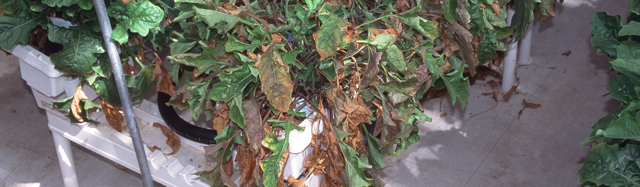 Brown dying foliage due to Phytophthora root and crown rot, Phytophthora sp.
