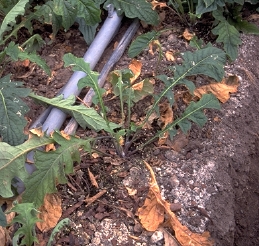 Root rot causing dieback on gerbera daisies