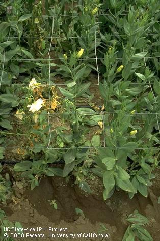 Lisianthus wilting from root decay in wet soil beds.