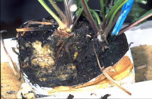 Root damaged by root rot.