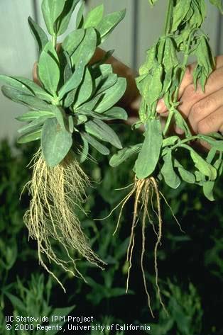 Dark, decayed Lisianthus roots (right) caused by fungal root decay.