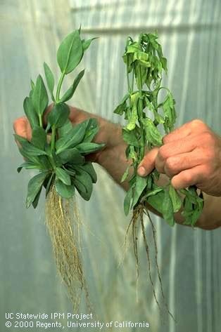 Dark, decayed Lisianthus roots (right) caused by fungal root decay.