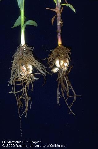 Roots damaged by Pythium sp.