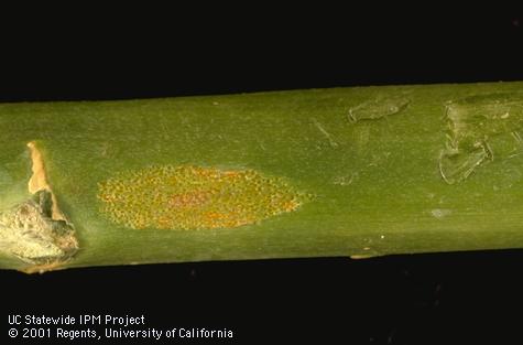 Rust spores on an asparagus spear.