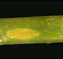 Puccinia asparagi  on asparagus spears