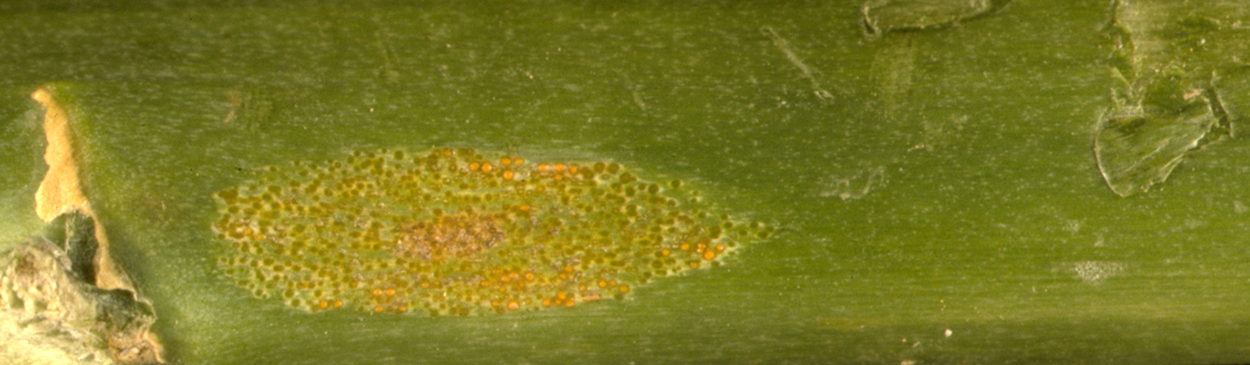 Rust spores on an asparagus spear.