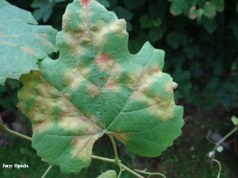 A grape leaf with irregular, red and yellow lesions due to downy mildew, <i>Plasmopara viticola</i>.