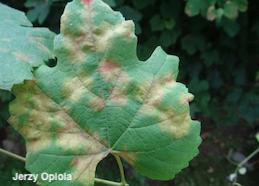 Red and yellow lesions on a grape leaf with downy mildew.