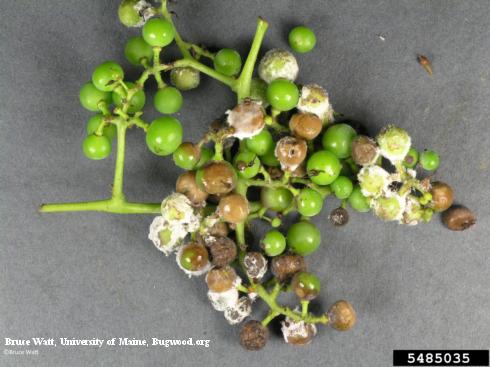 Unripe grape berries discolored brown by downy mildew, <i>Plasmopara viticola</i>, and covered with the oomycete pathogen's white spores.