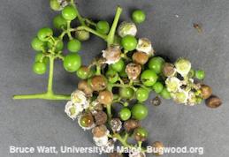 Grape berries that are brown and decayed due to downy mildew and are covered with its pale spores.