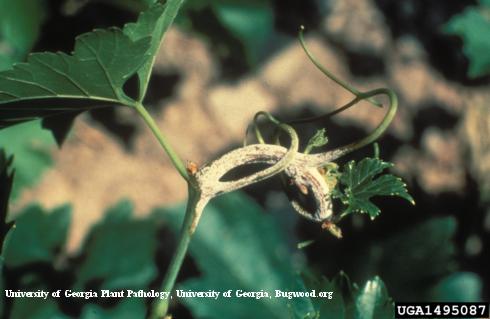 A grape shoot tip that has become curled and thickened like a shepherd's crook due to downy mildew, <i>Plasmopara viticola</i>. It is covered with the oomycete pathogen's whitish spores.