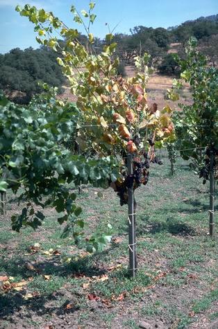 Field shot of Phytophthora crown rot, Phytophthora root rot.