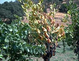 An undersized grape vine with pale brown, red, and yellow leaves during summer due to root infection with Phytophthora cinnamomi.