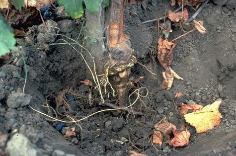 Trunk damaged by Phytophthora crown rot, Phytophthora root rot.