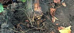 Exposed root crown with relatively few small roots and dark tissue under bark due to Phytophthora crown and root rot.