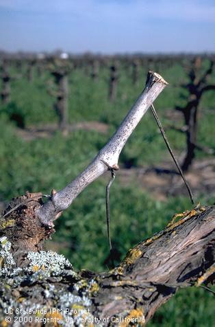 A bleached grape cane during the dormant season that is infected with Phomopsis cane and leaf spot, <i>Phomopsis viticola</i>.