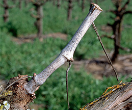 During the dormant season, canes and spurs with Phomopsis cane and leaf spot have a bleached appearance. 