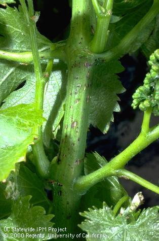 Branch/twig damaged by Phomopsis cane and leaf spot.