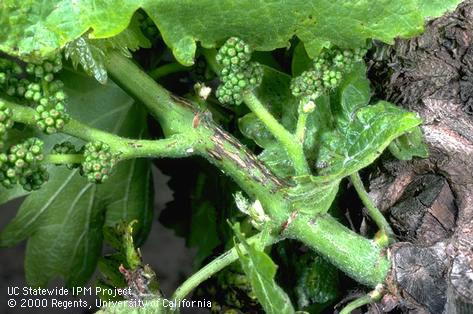 Branch/twig damaged by Phomopsis cane and leaf spot.