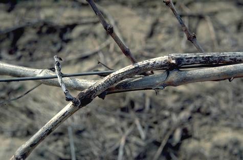 Branch/twig damaged by Phomopsis cane and leaf spot.