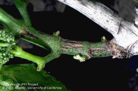 Dark, elongate lesions of Phomopsis cane and leaf spot, <i>Phomopsis viticola</i>, give infected green shoots a scabby appearance.