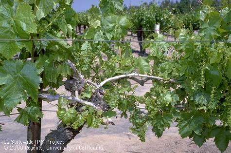 A section of a grape vine with distorted, undersized leaves (center) due to Phomopsis cane and leaf spot, <i>Phomopsis viticola</i>.