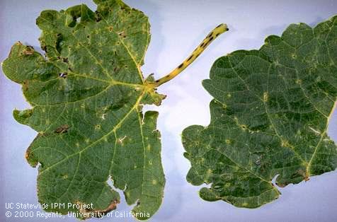 Grape leaves that are distorted and undersized and have dark lesions on the petiole (top center) due to Phomopsis cane and leaf spot, <i>Phomopsis viticola</i>.