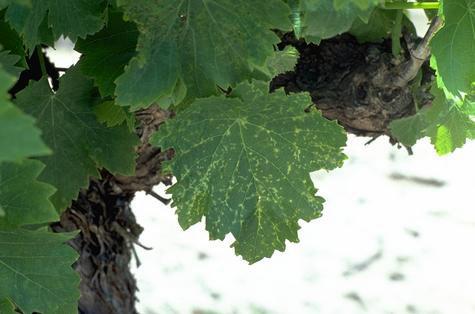 Tiny dark spots with yellow margins that commonly follow the veins on grape leaves are a symptom of Phomopsis cane and leaf spot, <i>Phomopsis viticola</i>.