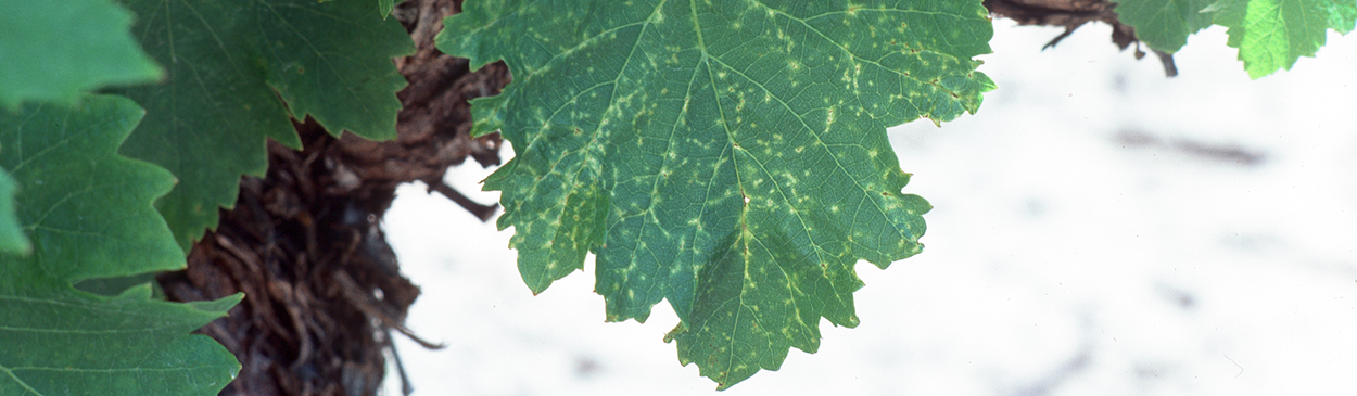 Phomopsis leafspot foliage symptoms.