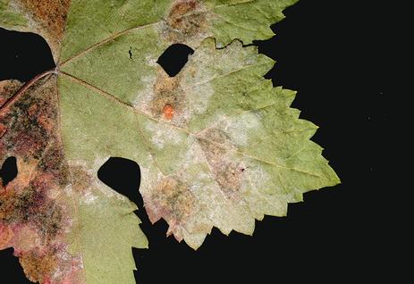 Angular, brown lesions and whitish spores of downy mildew, <i>Plasmopara viticola</i>, on the underside of a grape leaf.