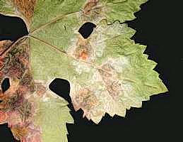 Angular, brown lesions and whitish spores of downy mildew.