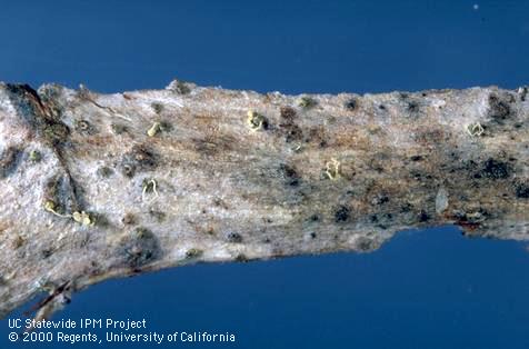 Phomopsis cane and leaf spot.