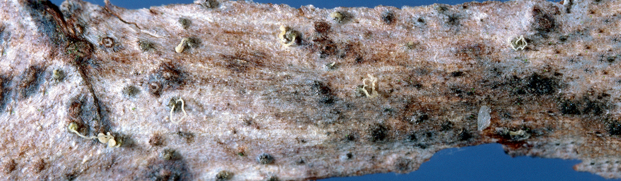 Swollen pycnidia of Phomopsis on infected tissue.