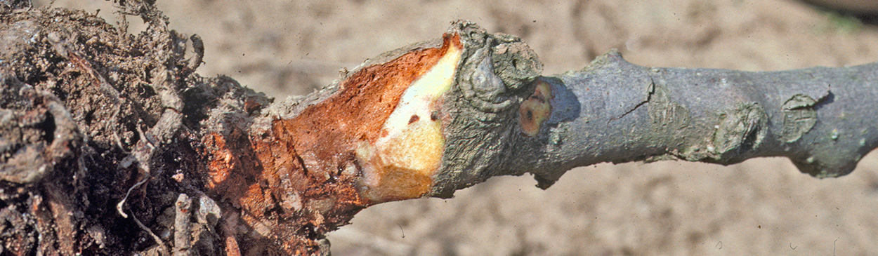 Discolored wood in the crown tissue of kiwifruit vines caused by Phytophthora spp.