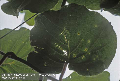 Symptoms of bacterial blight, <i>Pseudomonas</i> spp., on kiwi leaves.