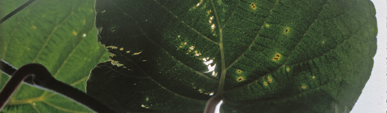 Symptoms of bacterial blight, Pseudomonas spp., on kiwifruit leaves.