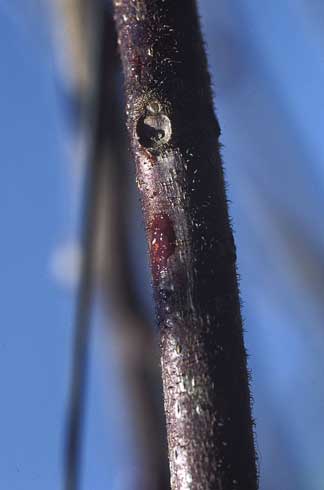 Reddish ooze on a bleeding canker, caused by <I>Pseudomonas syringae.</I>.