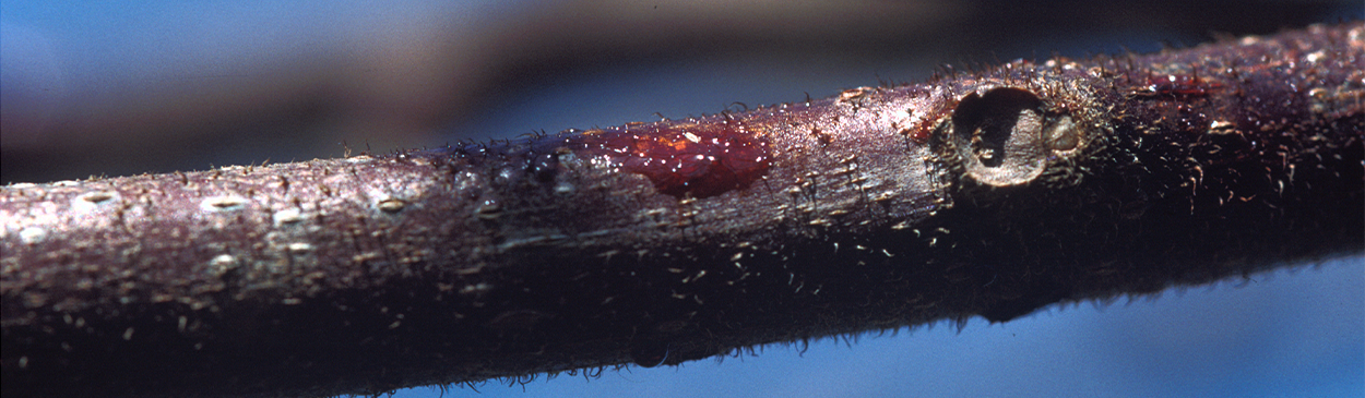 Reddish ooze on a bleeding canker, caused by Pseudomonas syringae.