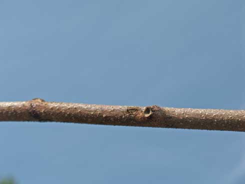 Canker on kiwifruit cane infected with <i>Pseudomonas syringae.</i>.