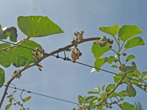 Leaves wilt on a pruned kiwifruit cane infected with <i>Pseudomonas syringae.</i> Pruning wounds are often associated with bleeding canker. 